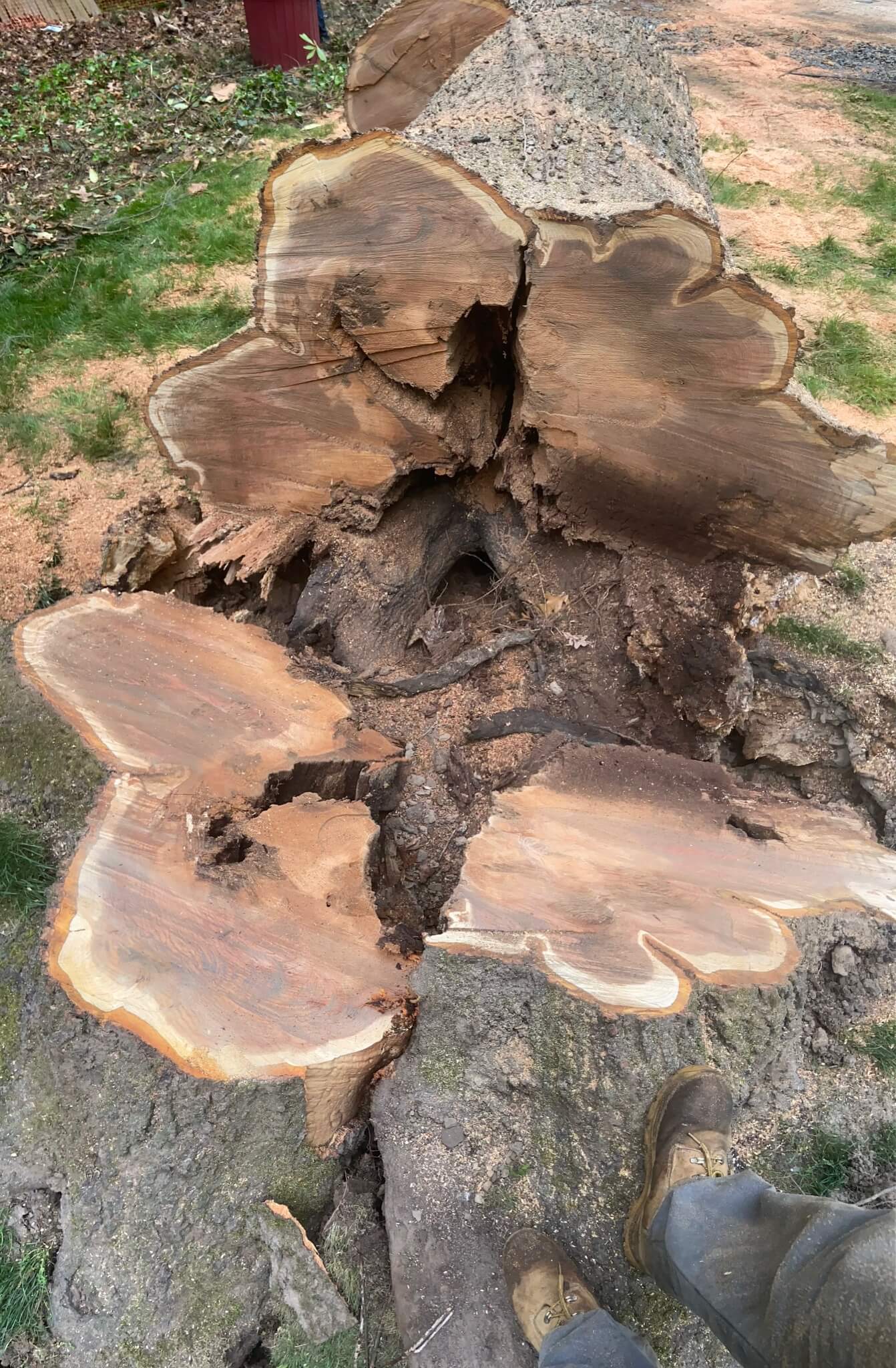 Tree & Stump Grinding 