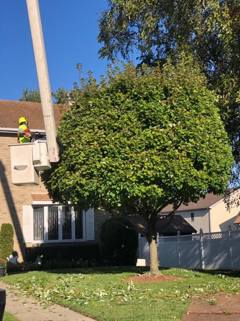 Pruning Mature Trees