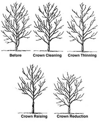 Tree Pruning Technique