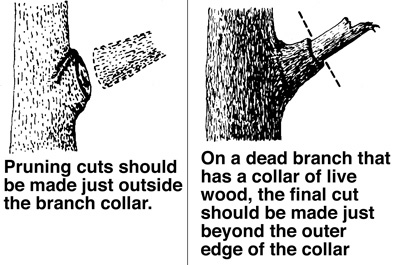 Tree Pruning Technique