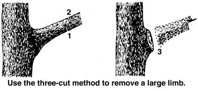 Tree Pruning Technique