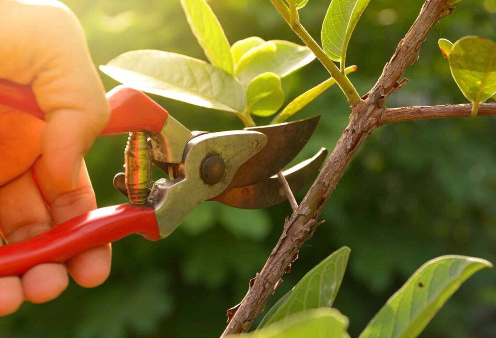 Contact Us For Friendly, Reliable & Expert Tree Service
