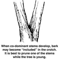 Tree Pruning Technique