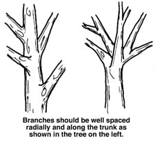 Tree Pruning Technique