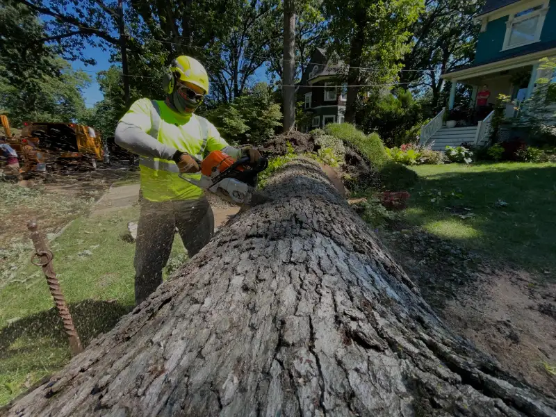 Tree Care