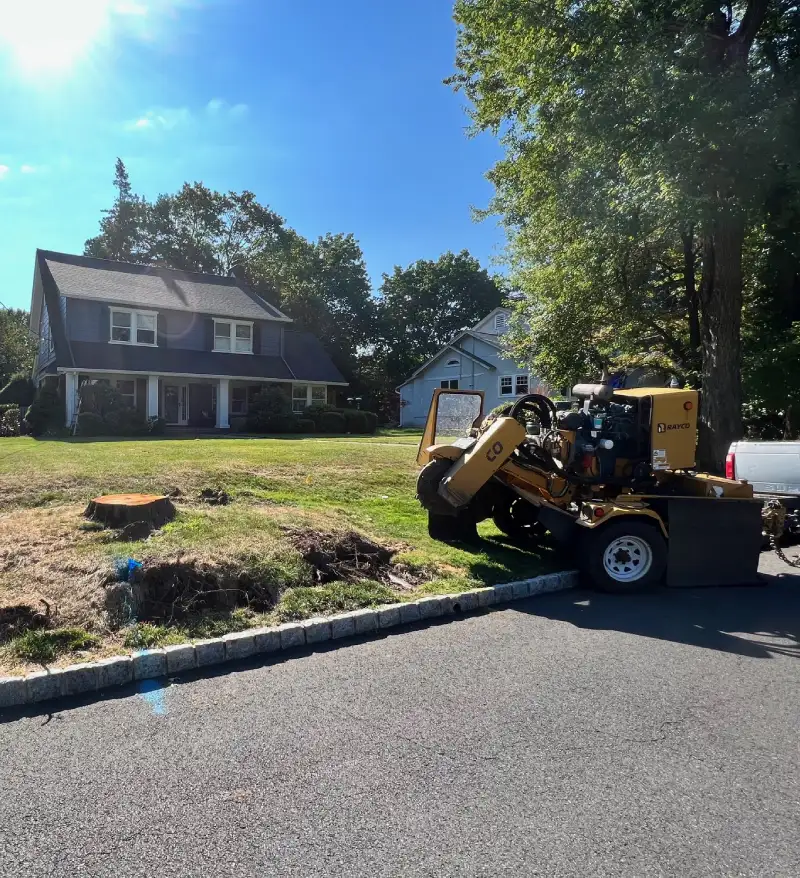 Tree and Stump Removal