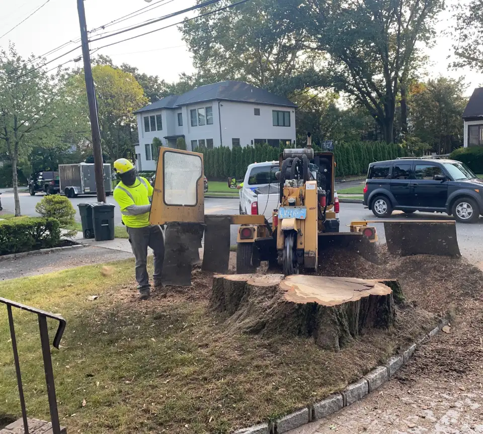 Tree and Stump Removal