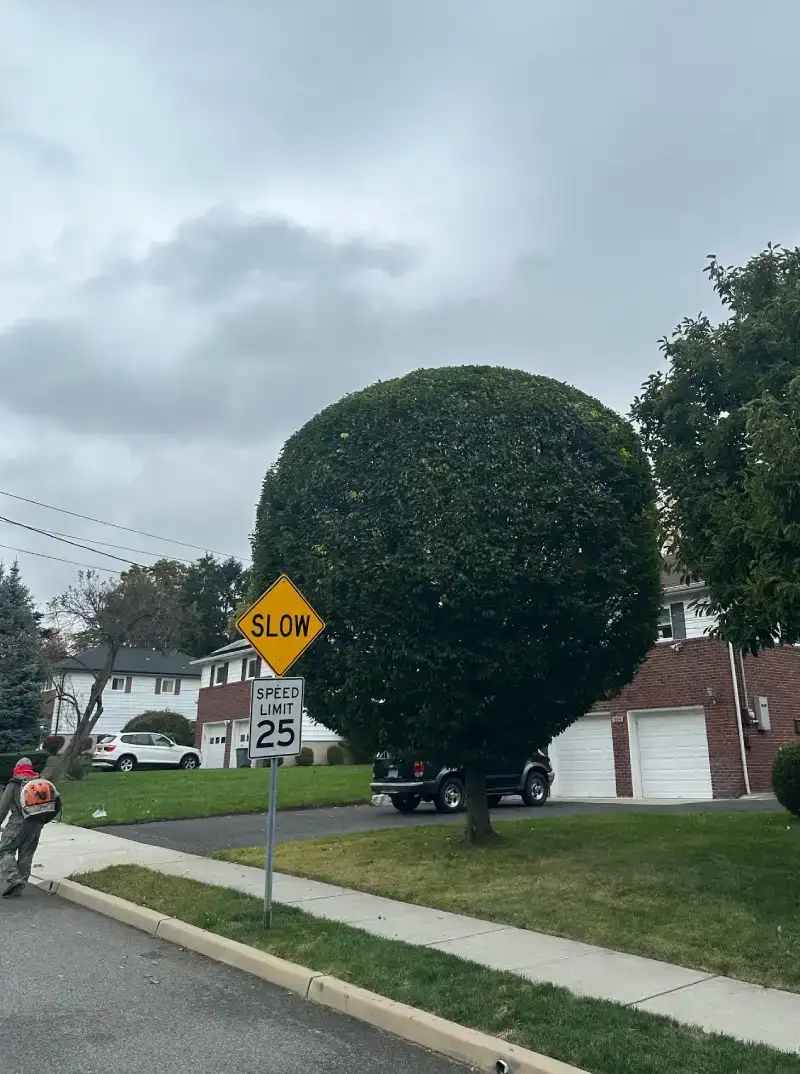 Tree Trimming