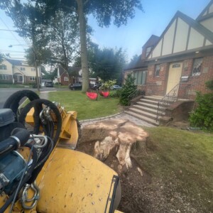 Stump Grinding 4