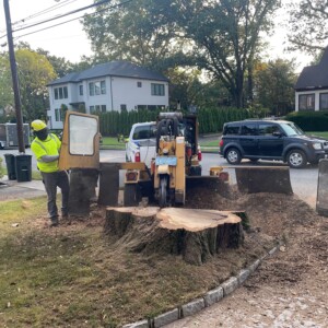 Stump Grinding 5