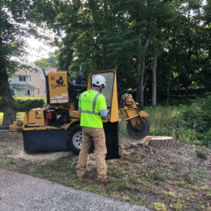 Stump Grinding 1