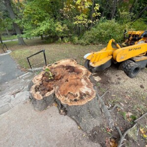 Stump Grinding 7